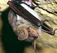 greater mouse eared bat